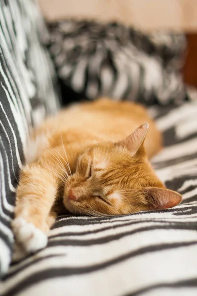 Gato Vermelho Dorme Patas Esticadas — Fotografia de Stock