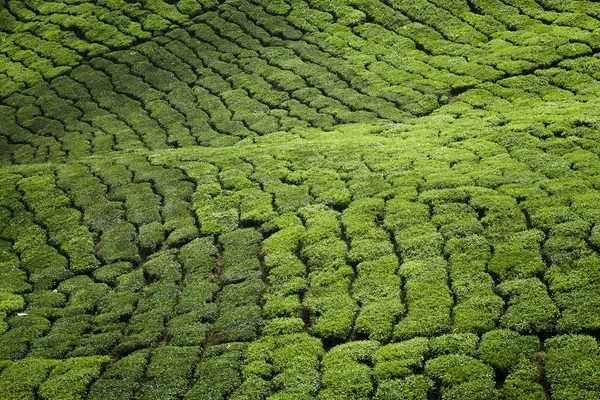 Ландшафт Чайных Плантаций — стоковое фото