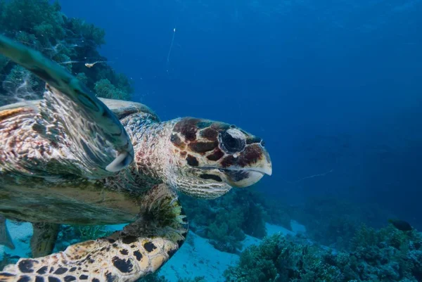 Tortuga Carey Eretmochelys Imbricata Peligro Nadando Sobre Arrecife Coral Parque — Foto de Stock