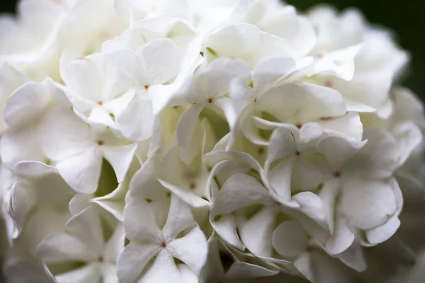 Guelder Gül Beyaz Çiçekleri Yakın Çekim — Stok fotoğraf