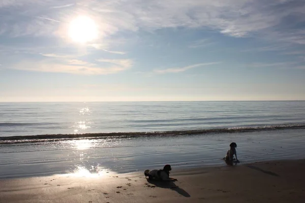 Arbetande Typ Springer Spaniel Sällskapsdjur Gundog Liggande Sandstrand Vid Solnedgången — Stockfoto