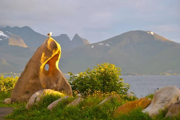 Seagull Midnightsun Day Time — Stock Photo, Image