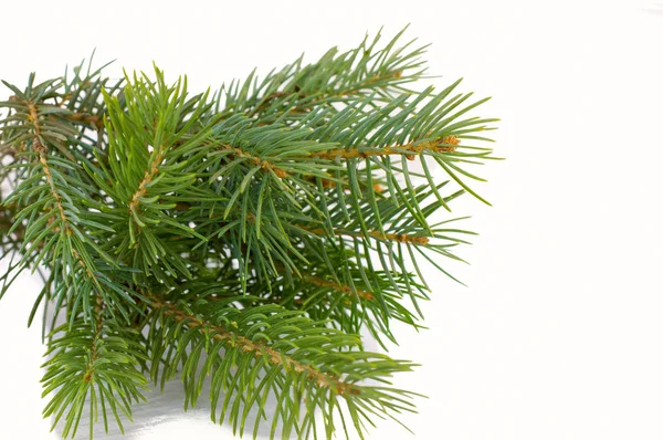 Süsler Olmadan Beyaz Bir Arka Plan Yeşil Noel Ağaç Dalı — Stok fotoğraf
