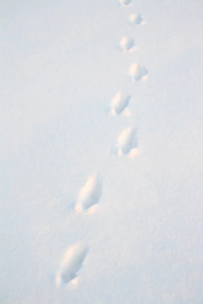 Huellas Animales Nieve Campo — Foto de Stock