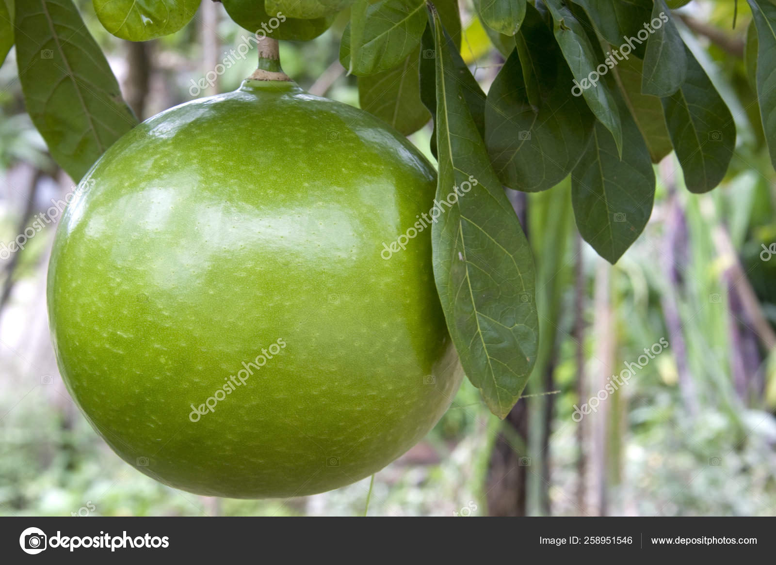 Image Pomelo Growing Orchard Stock Photo by ©YAYImages 258951546