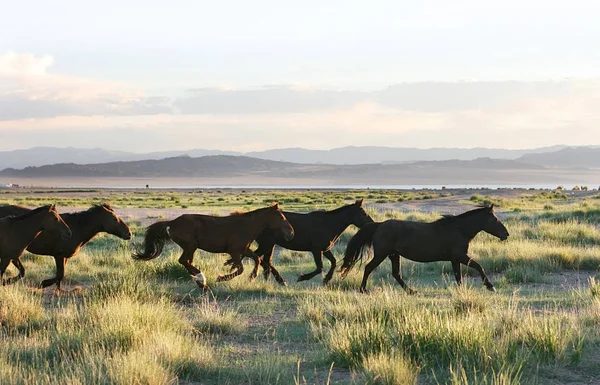 Caballos Salvajes Corriendo Por Pradera Mongolia — Foto de Stock