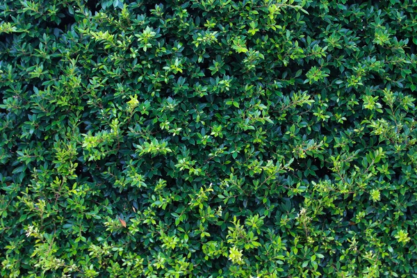 Plantas Escalada Ornamentais Cerca — Fotografia de Stock