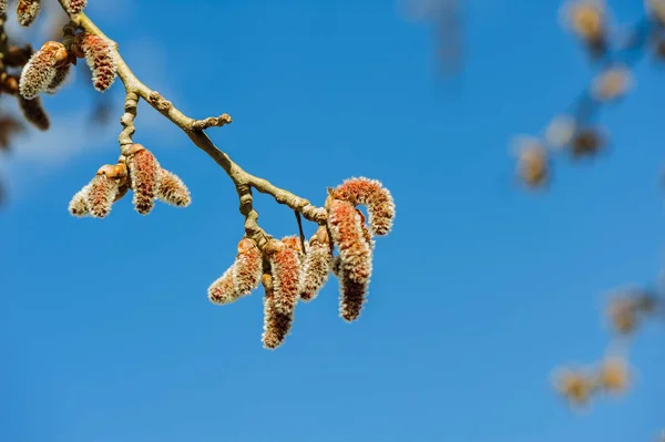 Close Van Katjes Els Het Voorjaar — Stockfoto