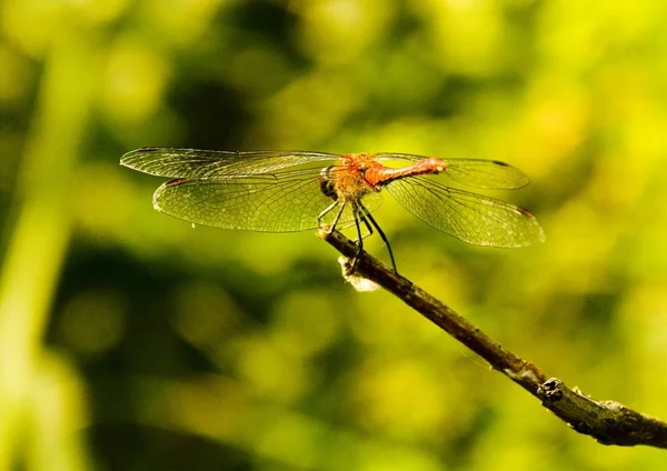 Libellula Seduta Fiore Mattino — Foto Stock