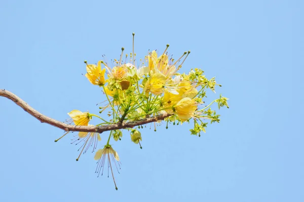 Красивый Желтый Цветок — стоковое фото
