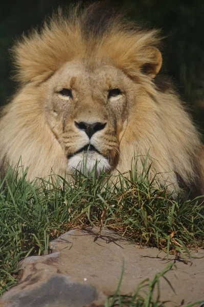 Afrikanische Löwen Freier Wildbahn — Stockfoto