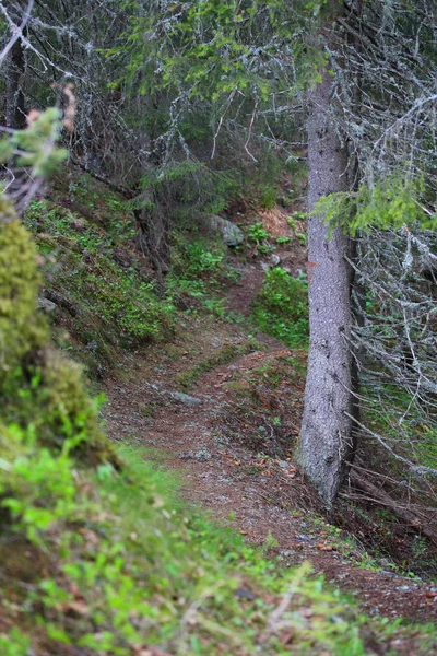 Gyalogút Nyári Hegyi Erdő Rjukan Norvégia — Stock Fotó