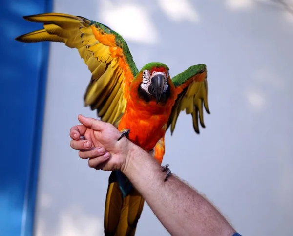 Green Gold Macaw Wings Outstretched While Standing Man Arm — Stock Photo, Image