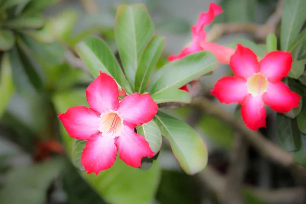 Primer Plano Rosa Rosa Del Desierto Rosa Flores — Foto de Stock