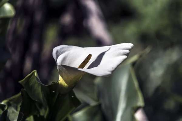 Perto Flor Calla Florescente — Fotografia de Stock