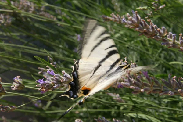 Pillangó Levendula Horvátországban — Stock Fotó