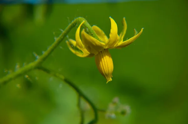 番茄花在幼苗特写镜头 — 图库照片