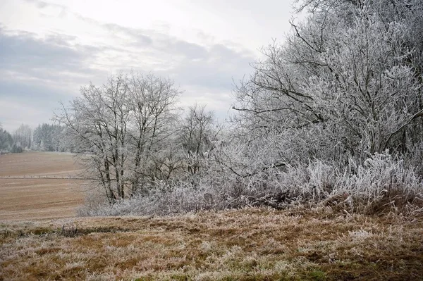 Vintern Dimmigt Landskap Täckt Med Snö Och — Stockfoto