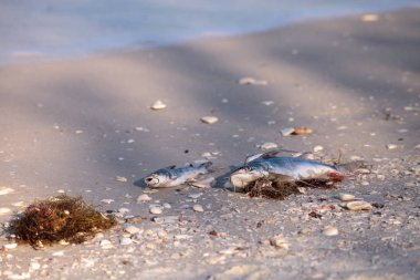 Red tide causes fish to wash up dead on Delnor-Wiggins Pass State Park beach in Naples, Florida clipart