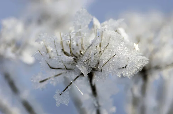 Inverno Geada Paisagem Natureza Grama Coberta Com Geada Neve — Fotografia de Stock