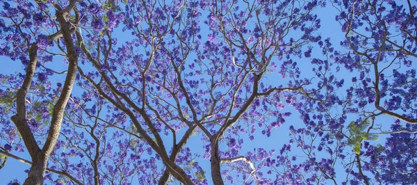 Beautiful deep purple coloured jacaranda tree in bloom in Brisbane, Queensland.