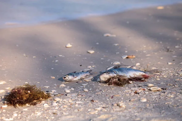 Red tide causes fish to wash up dead on Delnor-Wiggins Pass State Park beach in Naples, Florida
