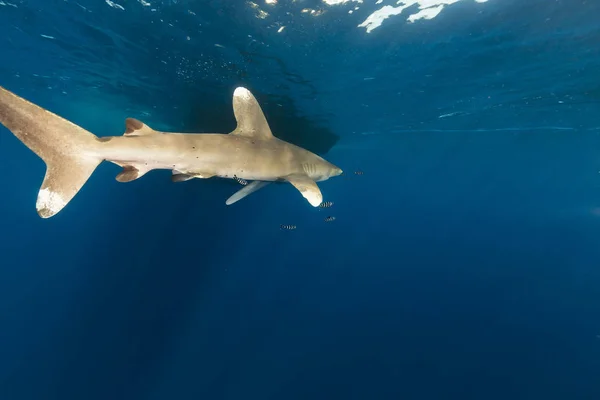 Οωκεάνιο Λευκός Καρχαρίας Carcharhinus Λαμνίμορφου Στην Ερυθρά Θάλασσα — Φωτογραφία Αρχείου