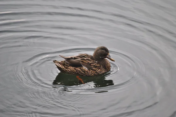 Pato Solitario Nada Las Aguas Del Lago Levico Provincia Trento —  Fotos de Stock