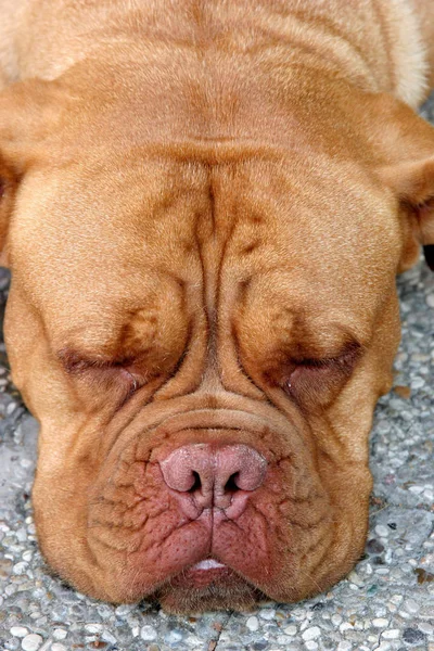 Dogue Bordeaux Bordeaux Hund Schläft — Stockfoto