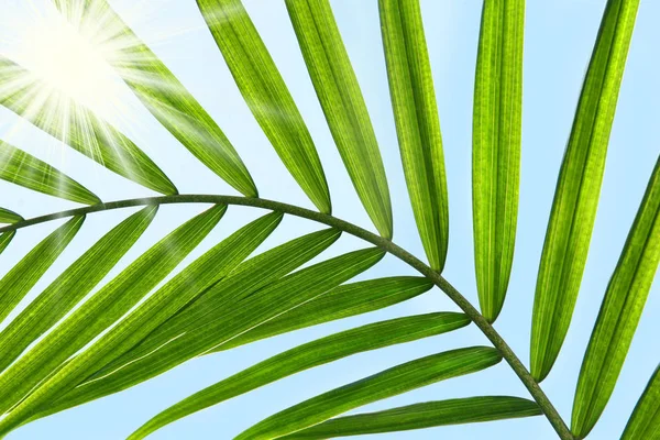 Palmblatt Vor Sonnigem Blauen Himmel — Stockfoto