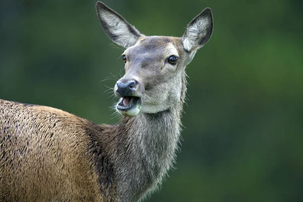 Bukhara Veado Fêmea Cervus Elaphus Bactrianus Cazaquistão Está Alerta Para — Fotografia de Stock