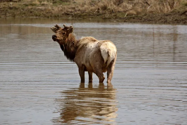 Älg Eller Wapiti Cervus Elaphus Medlem Hjort Familjen Cervidae Det — Stockfoto