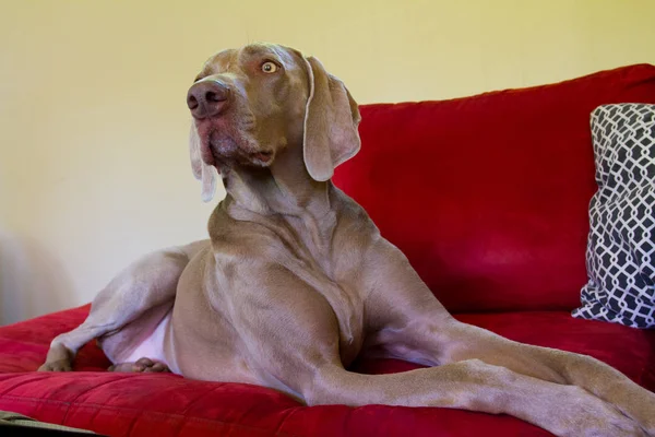 一只美丽的灰色威马拉纳狗在室内明亮的红色沙发上放松 — 图库照片