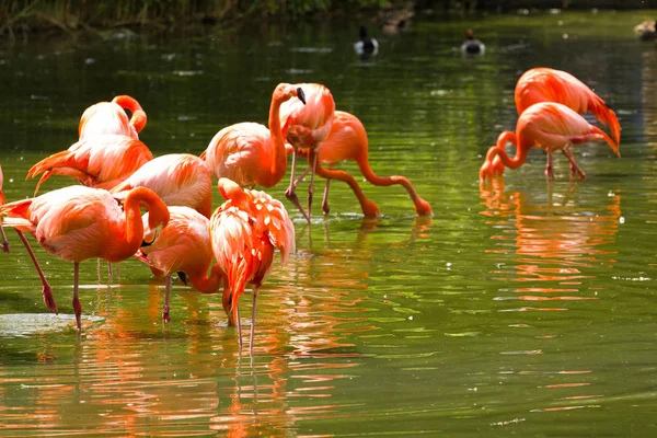 Flamingos Shromáždil Kolem Malého Ostrůvku Evropském Jezeře — Stock fotografie