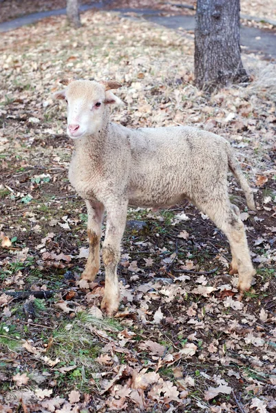 Lamb Sheep Close Shot — Stock Photo, Image