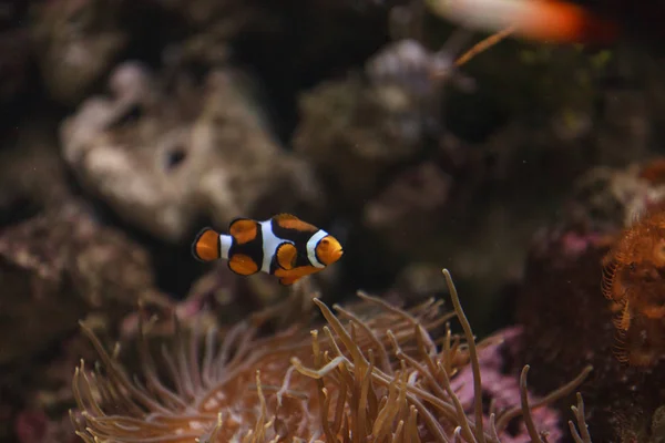 Clownfische Amphiprioninen Einem Meerwasserfisch Und Riffaquarium Der Nähe Seiner Wirtsanemone — Stockfoto