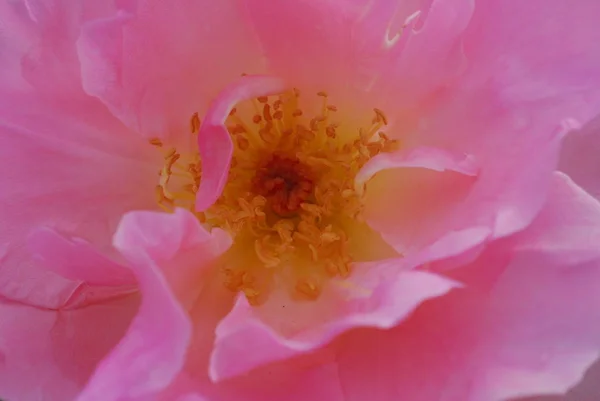 Färska Rosa Gul Ros Blomma Med Droppar Vatten — Stockfoto