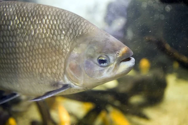 Κοντινό Πλάνο Της Ένα Του Γλυκού Νερού Tambaquifish Colossoma Macropomum — Φωτογραφία Αρχείου