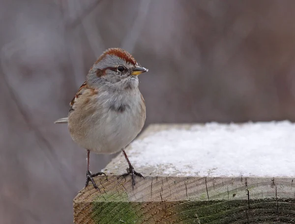 American Tree Sparrow Spizella Arborea Siedzi Podajnik Ptaków Zimie Strzał — Zdjęcie stockowe