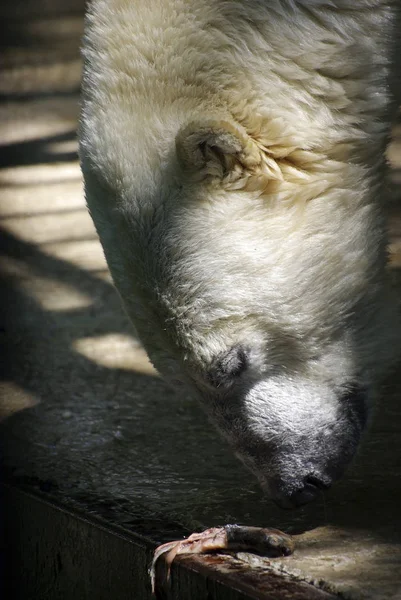 Eisbär Zoo Frisst Fische — Stockfoto