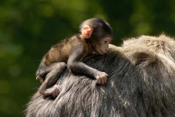 Een Jonge Barbarijse Makaak Aap Wordt Gedragen Door Zijn Vader — Stockfoto