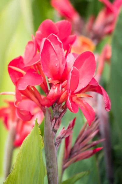 Háttér Kép Színes Virágok Háttér Természet — Stock Fotó