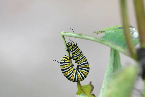 Monarch Butterfly Caterpillar Liście Roślin Milkweed — Zdjęcie stockowe