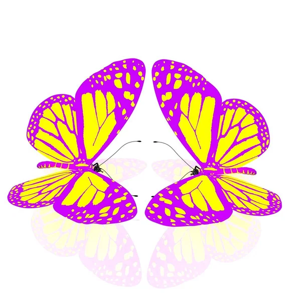 Uzavření Motýlů Krásy — Stock fotografie