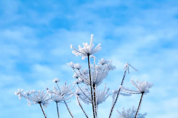 Winterlandschaft Winterszene Gefrorene Blume — Stockfoto