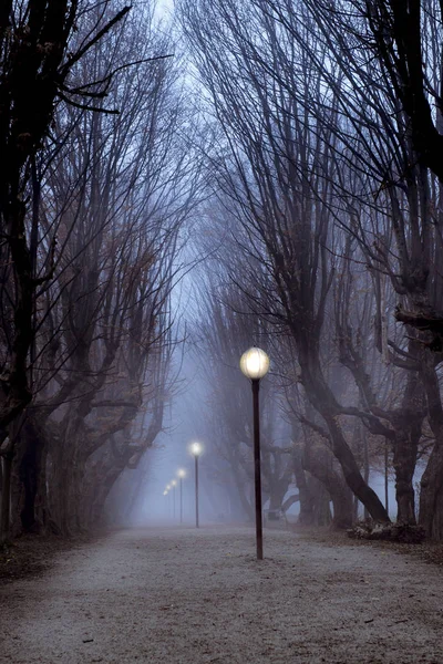 Central Parque Chifre Árvore Beco Nevoeiro Com Luzes Rua Acesas — Fotografia de Stock