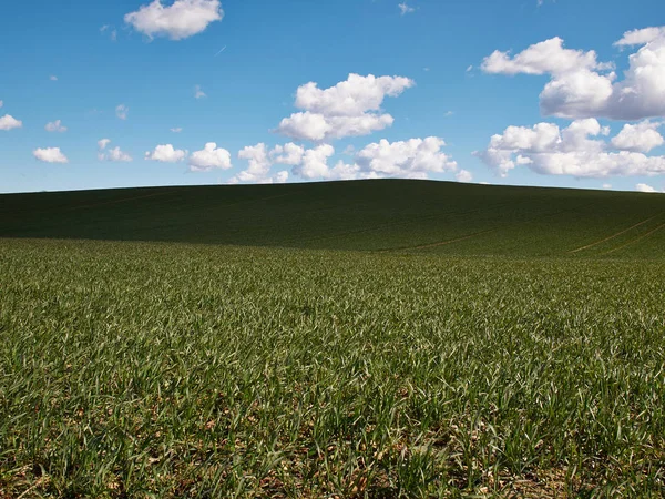 Grünes Feld Und Blauer Himmel Mit Wolken Natur Hintergrund — Stockfoto