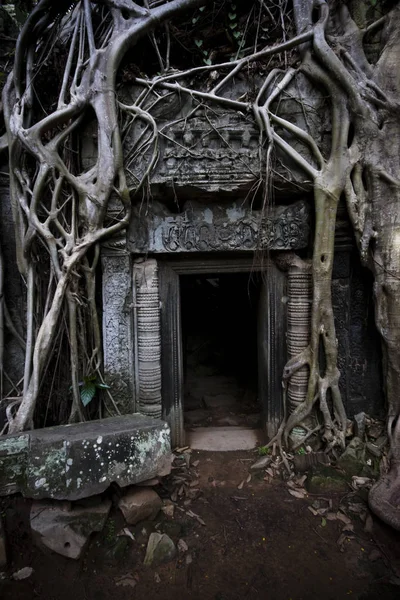Ett Träd Med Gigantiska Rötter Prohm Templet Angkor Siem Riep — Stockfoto