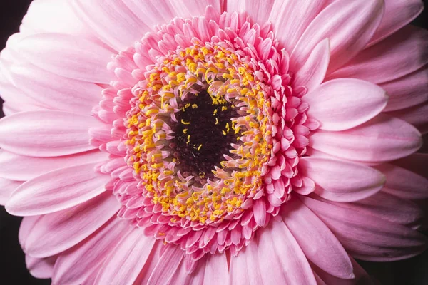 Rosa Gerbera Close Imagem Macro — Fotografia de Stock