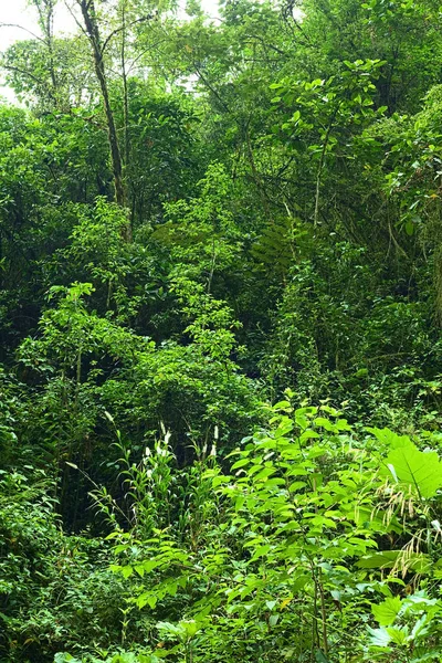 エクアドルの雲霧林 ベルデの小さな町の近くに緑豊かな植生の変遷 — ストック写真